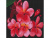 Картина мозаикой 30х30 ЦВЕТОК ЛАОСА (квадрат) (15 цветов)