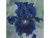 Картина мозаикой 30х30 СИНИЙ ИРИС (квадрат) (14 цветов)