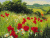 Картина по номерам 40х50 ЛУГОВЫЕ ЦВЕТЫ (26 цветов)