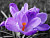 Картина мозаикой 15х20 ЦВЕТОК КРОКУСА (10 цветов)
